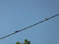 P1020507.webp