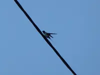 P1020525.webp
