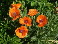 P1010700.webp