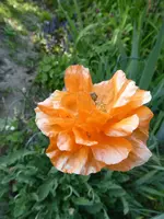 P1010045.webp