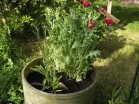 BILD6565.webp