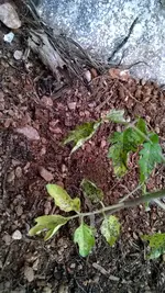 WP_20170521_005.jpg