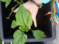 20170522_071152.webp