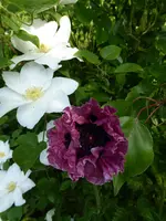 P1020540.webp