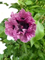 P1020541.webp