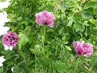 P1020542.webp