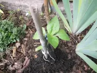 Bilda001.webp