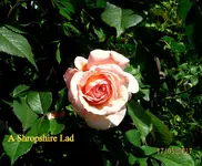 IMG_7943.JPG