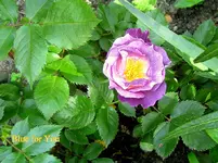 IMG_7898.JPG