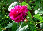 IMG_8111.JPG