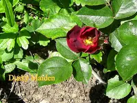 IMG_7864-001.webp