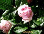 IMG_8095.JPG