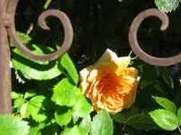 IMG_7892.JPG