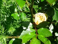 IMG_7867-001.webp