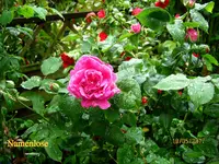 IMG_8013.webp