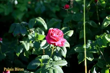 IMG_1914-001.webp