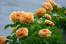 IMG_2019.webp