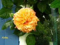IMG_8018.webp