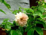 IMG_8020.JPG