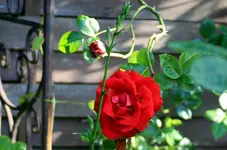IMG_1919.webp