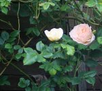 IMG_2042.JPG