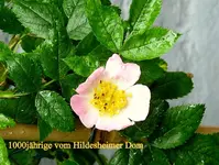IMG_8028.webp