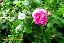 IMG_8100.webp