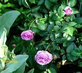 IMG_7912.JPG