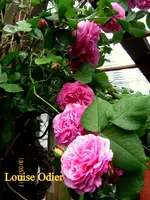 IMG_8058.webp