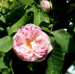 IMG_1996.JPG