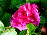 IMG_8039.webp