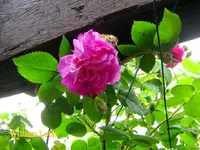 IMG_8066.webp