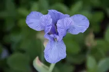 hellblau Elsa.webp