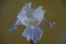 Antartique.webp