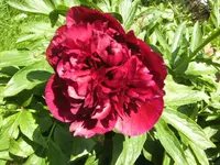 BILD6516.webp