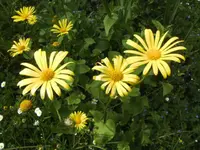 BILD6562.webp