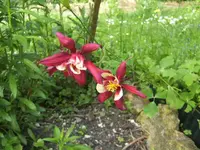 BILD6563.webp