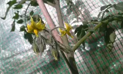 tomate22.5..webp