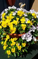 montag 002.webp