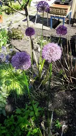 montag 006.webp