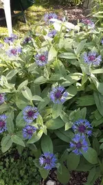 montag 045.webp
