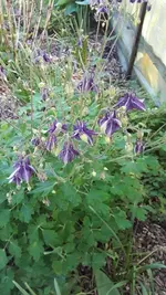 montag 008.webp