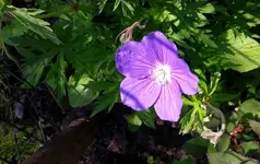 montag 050.webp