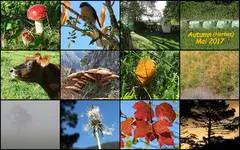 Mai 2017 -Autumn-Herbst - Copy (2).webp