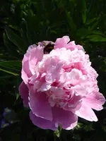 P1020641.webp