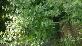 20170521_105107.webp