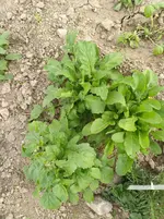 IMG_20170523_173506.webp