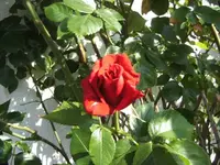 BILD6572.webp