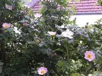 BILD6580.webp