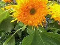 Bilda1172.webp